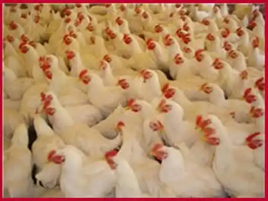 Pollos de la actividad avícola de Grupo ACA