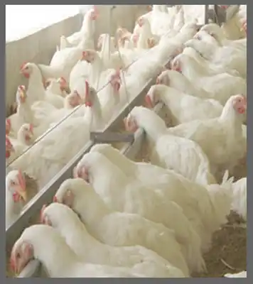 Pollo vivo y procesado