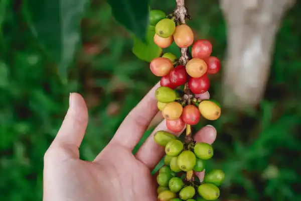 Frutos de café en la rama